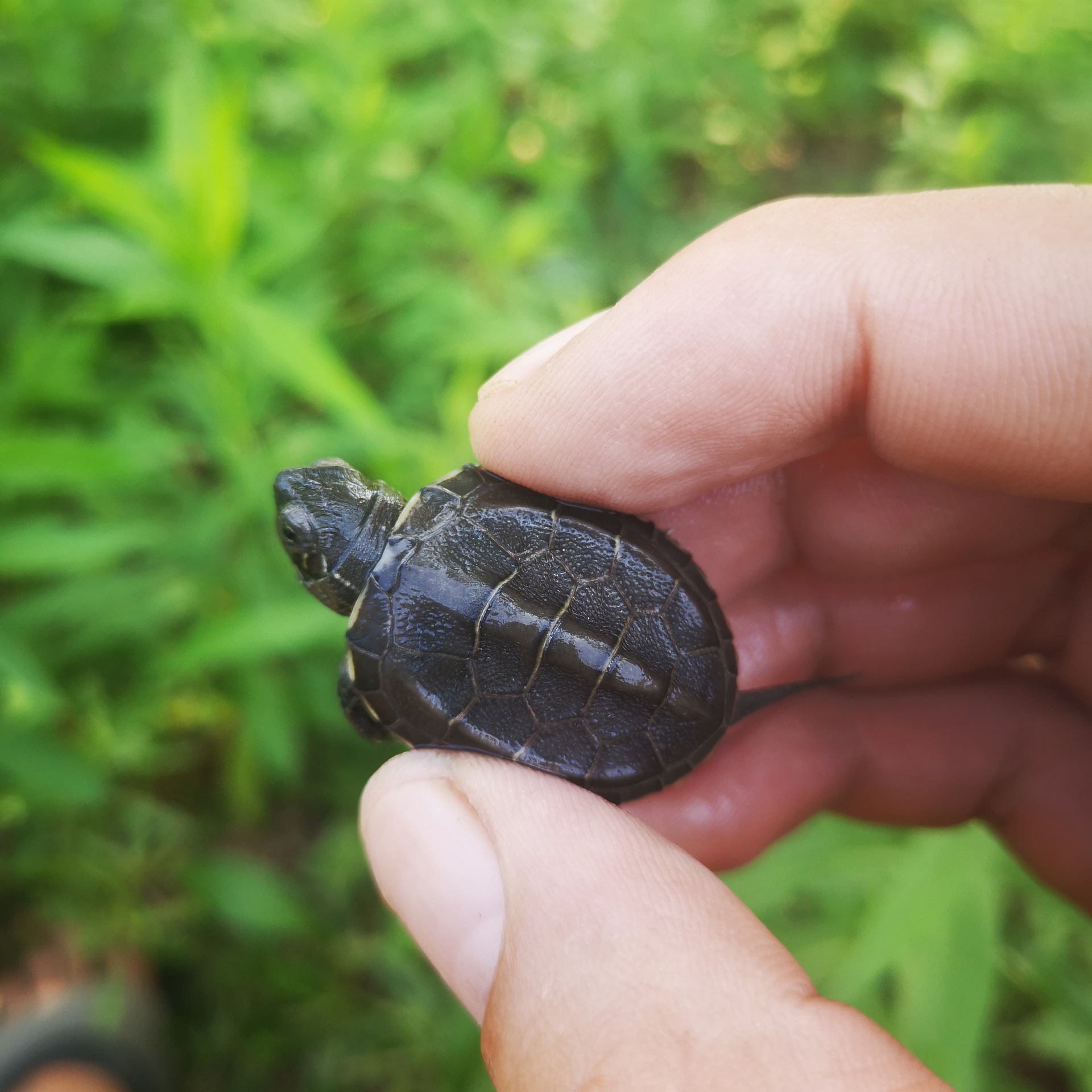 墨底龟苗活体 全黑小乌龟活物 黑腹外塘中华草龟苗宠物水龟长寿龟