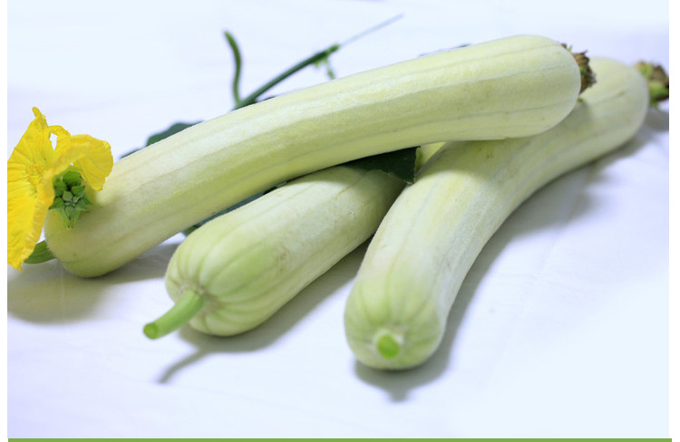 新糯香白皮白丝瓜种子高产肉丝瓜白玉南方早熟四季菜蔬菜种籽孑