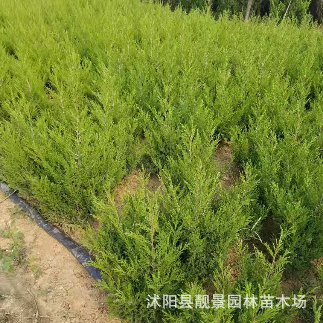 刺柏 松柏树苗 刺柏刺松 宝塔 松塔柏 蜀桧 园林绿化苗木墓地松