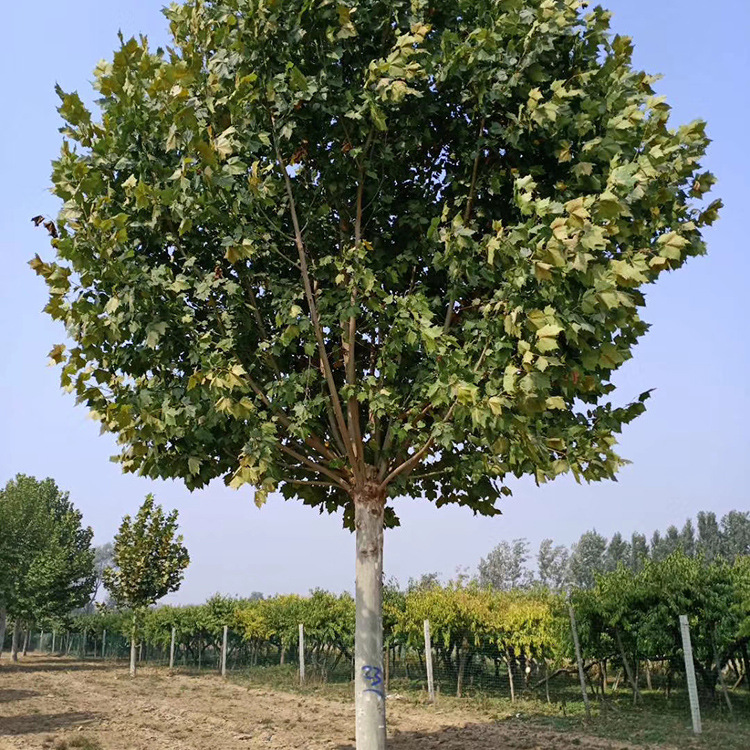 山东泰安法桐价格