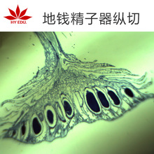 植物类教学显微镜玻片洋地钱精子器生物玻片标本切片厂家