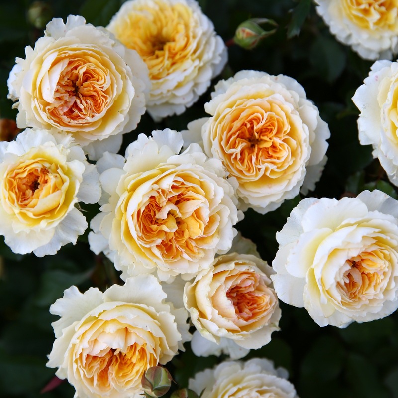 【纯美花园】奥斯汀月季 碧翠丝 蕾丝波浪边大花浓香灌木月季