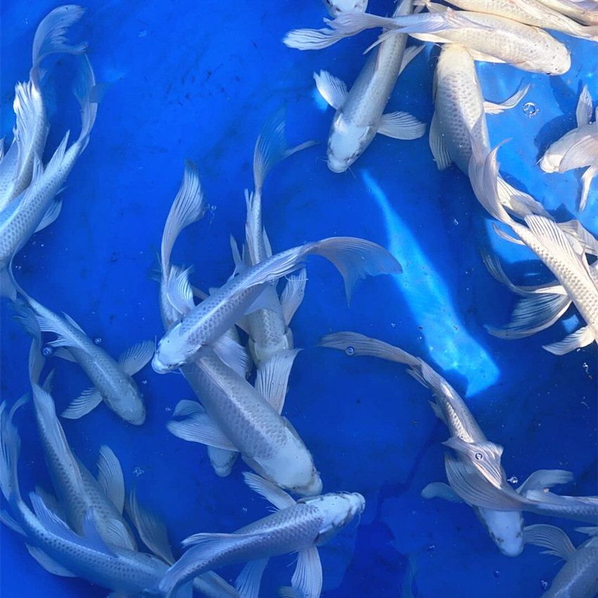 观赏鱼白金日本锦鲤银白金属色白颜色风水冷水鱼鱼苗活体包活