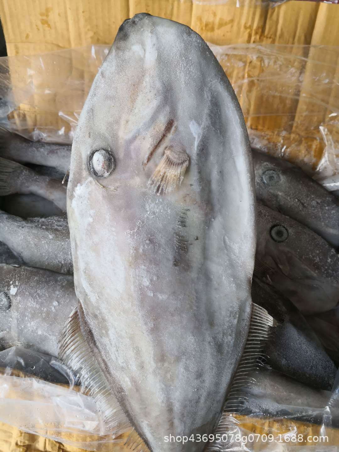 剥皮牛 扒皮鱼 马面鱼海鲜冷冻海鱼商用700-1000g/条1件20斤