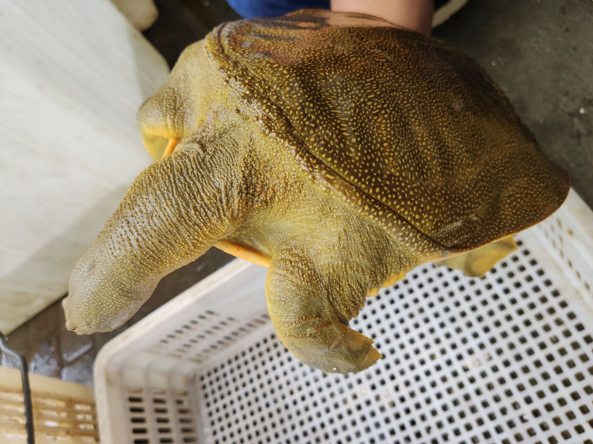 【1-6斤】黄甲鱼 长期批发私聊 包邮王八中华老鳖塘鱼 脚鱼水鱼