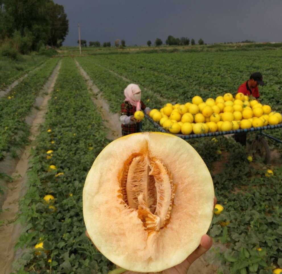 民勤头茬沙漠黄金蜜瓜金红宝红蜜宝甜瓜当季现摘新鲜水果黄河蜜瓜