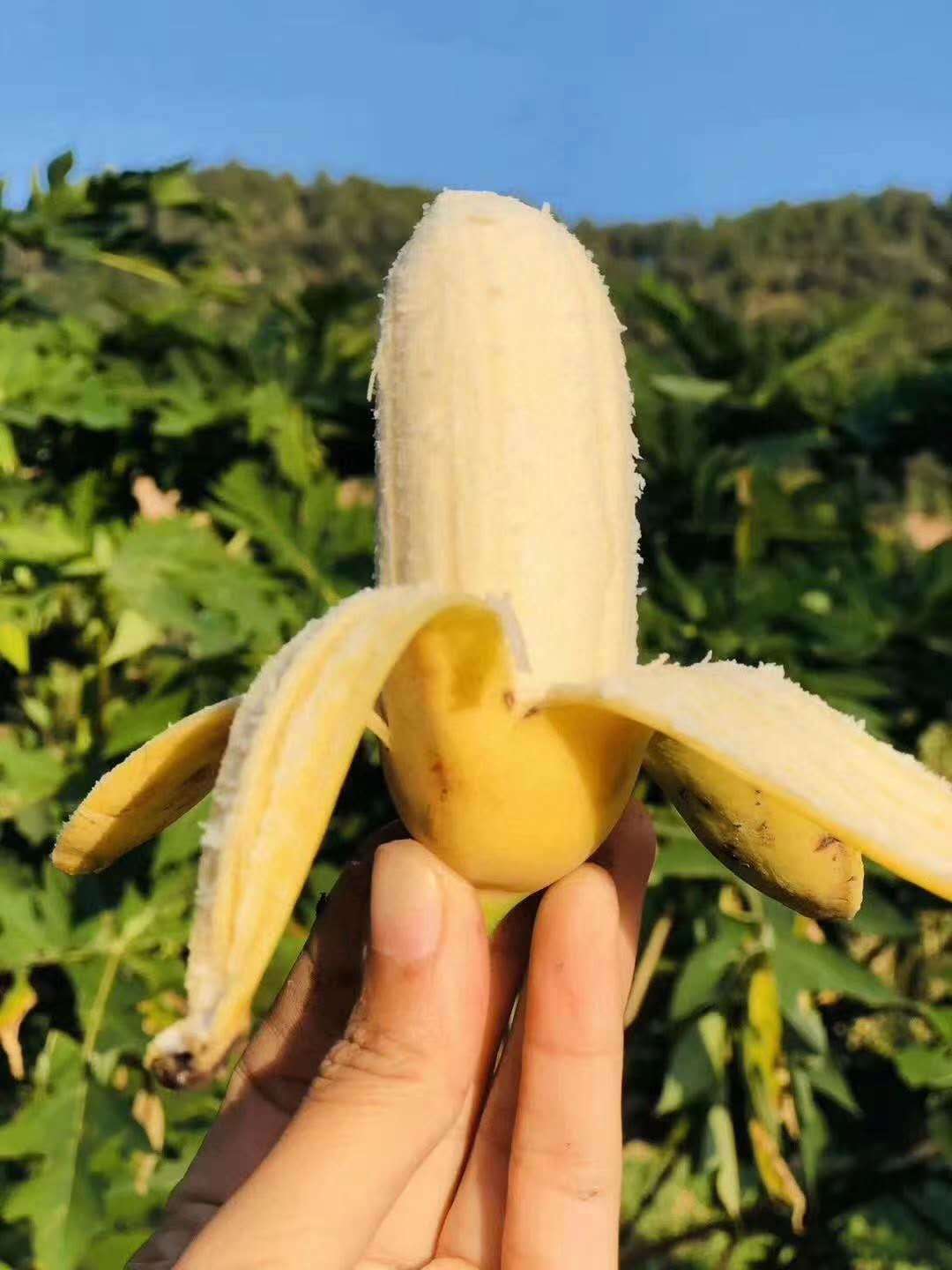 小米蕉广西小米蕉新鲜水果薄皮粉甜芭蕉当季自然熟整箱香蕉批发