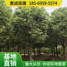 湖南20-30公分全冠移植香樟树 常绿香樟大树乔木园林绿化工程