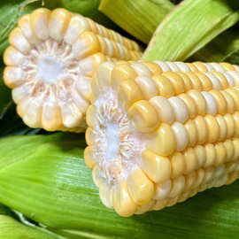 带箱5斤云南金银水果玉米棒爆浆多汁 甜脆生吃玉米