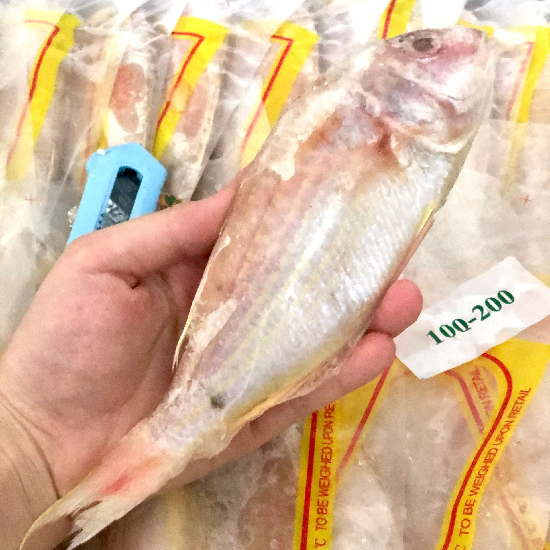 金线鱼 红三鱼红杉鱼 海捕野生 海鱼冷冻鱼类 水产品 1件20斤