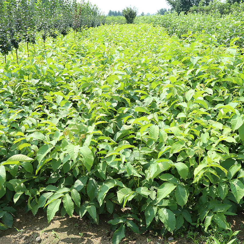 现货批发薄皮核桃树苗 文玩核桃苗 碧银果核桃苗 规格 价格优