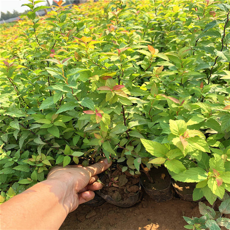 金山金焰绣线菊营养杯苗上盆绣线菊幼苗上海金色绣线菊上车价