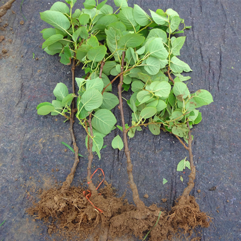 徐香猕猴桃苗 绿心奇异果苗 爬藤果树苗当年结果南方北方种植