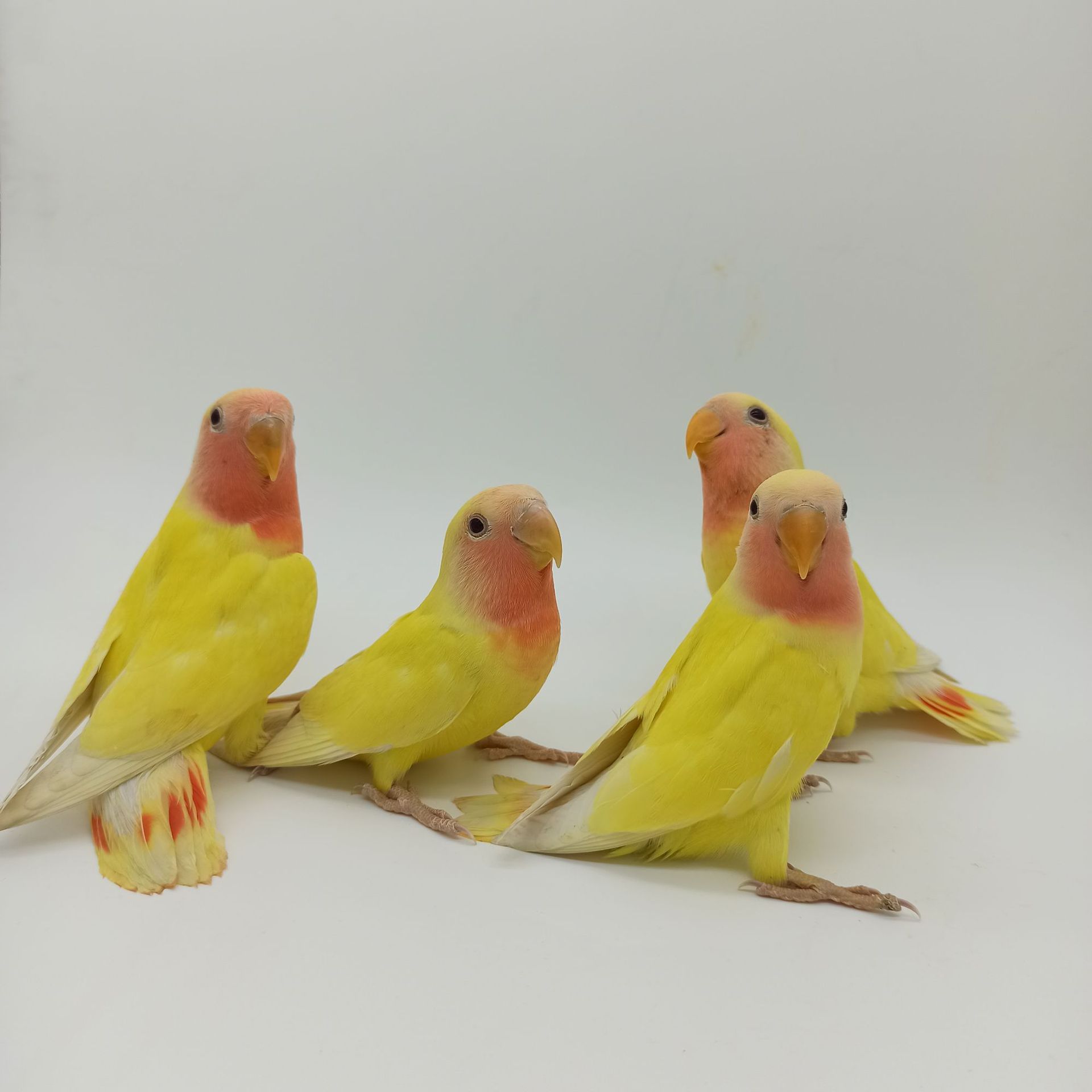 鹦鹉活体情侣牡丹合法桃脸牡丹鹦鹉活体鸟顺丰发货包活包健康