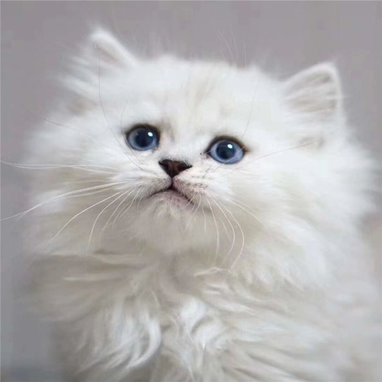 纯种金吉拉幼猫活体小猫咪白色长毛猫宠物猫高地猫折耳猫短腿猫物