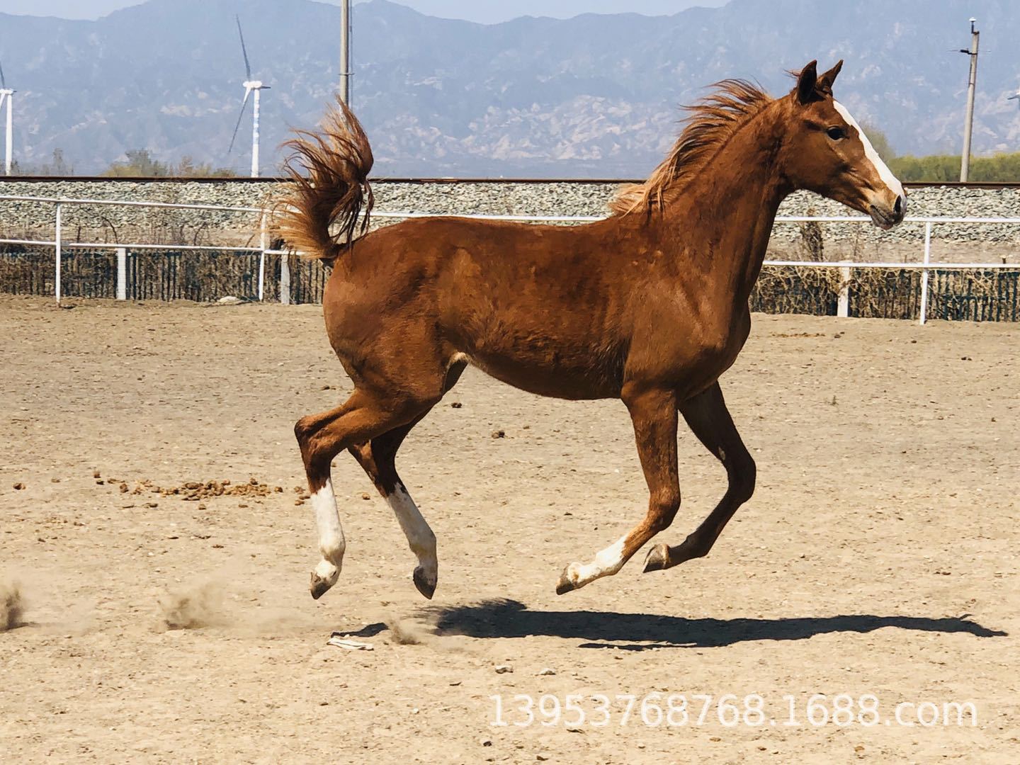 阿拉伯马的价格图片
