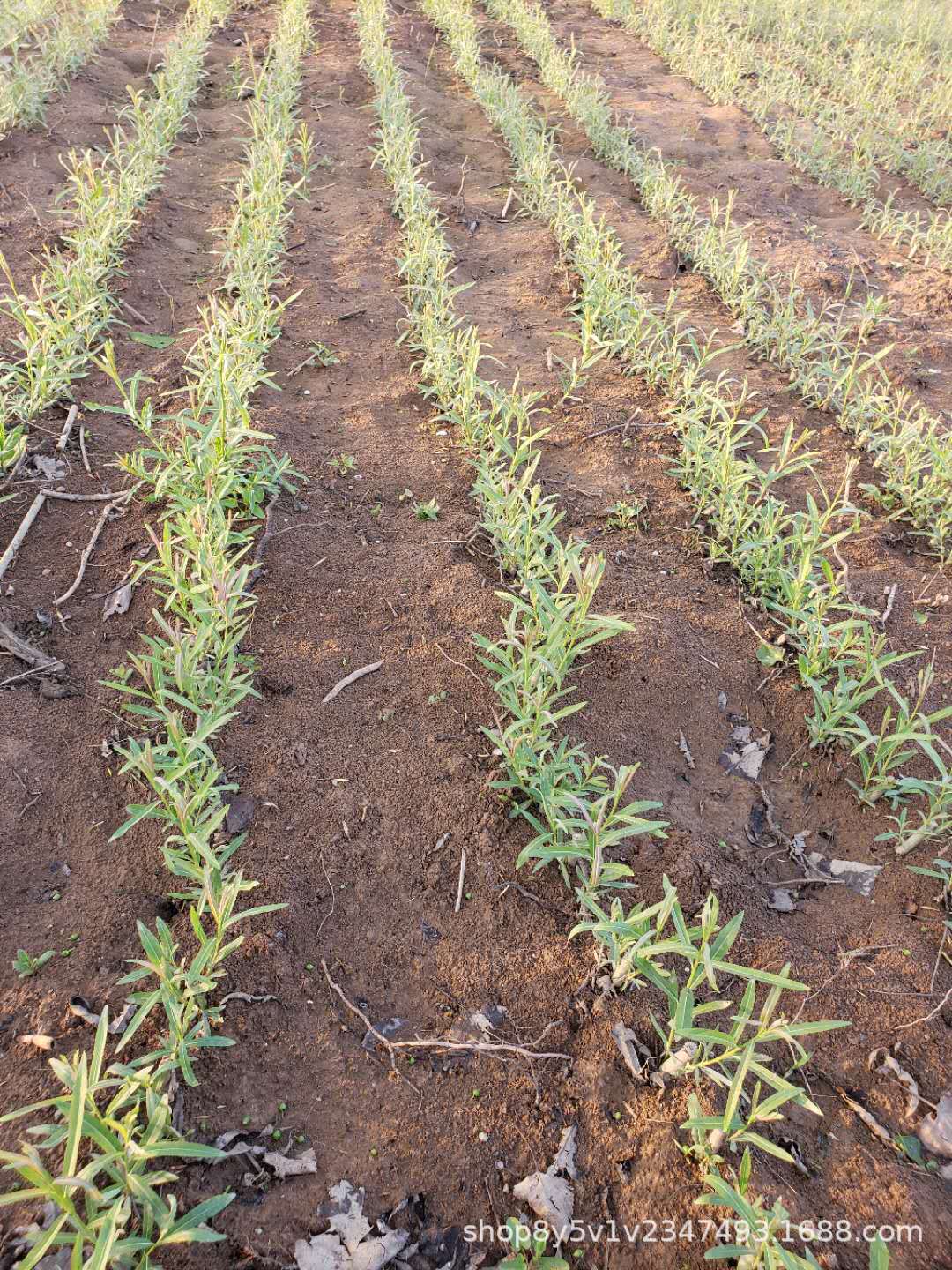 大量直销杞柳,杞柳苗,用于工程绿化苗木价低 量大从优