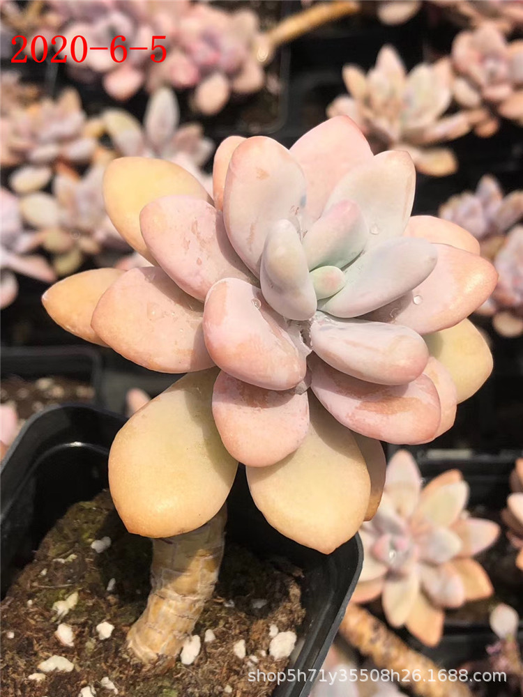 094山东多肉植物基地批发 大号粉兔10cm左右老桩多肉贵货品种