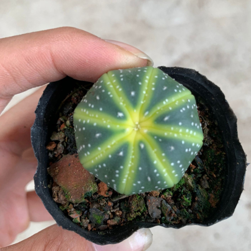 实生星兜 西瓜兜仙人球批发 直径3-3.5cm 室内桌面绿植盆栽