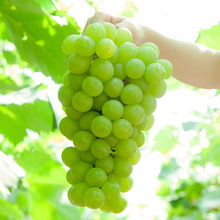 云南阳光玫瑰葡萄香印青提子青葡萄水果青提新鲜水果4斤精品装