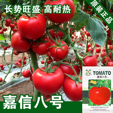 西红柿种子西红柿籽番茄种子蔬菜种子批发菜种菜籽菜种子公司