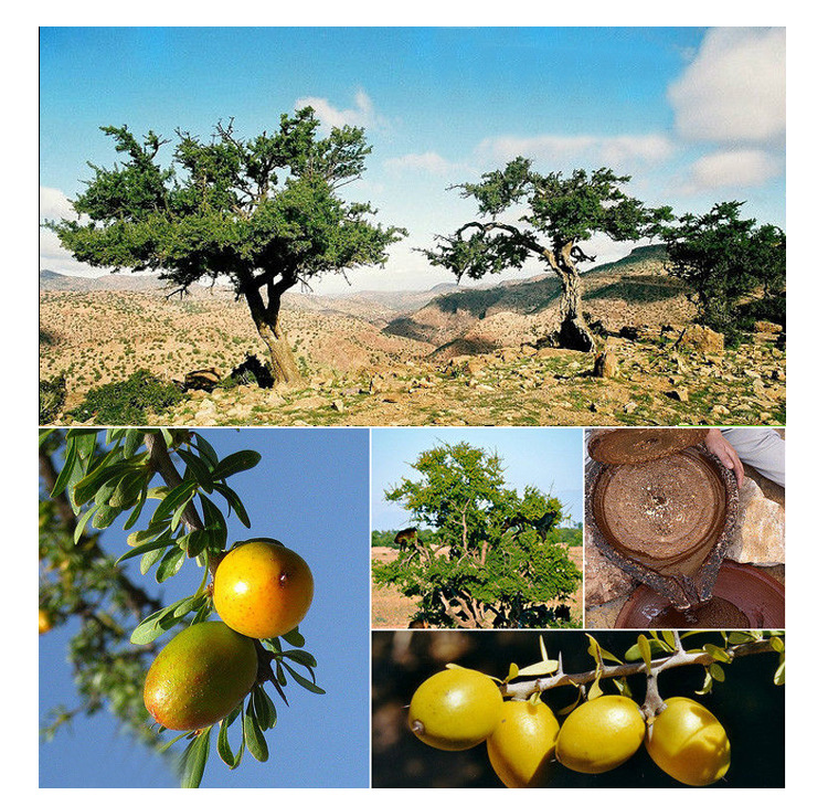 阿甘油 摩洛哥阿甘油 刺阿甘树仁油 含植物甾醇 1l