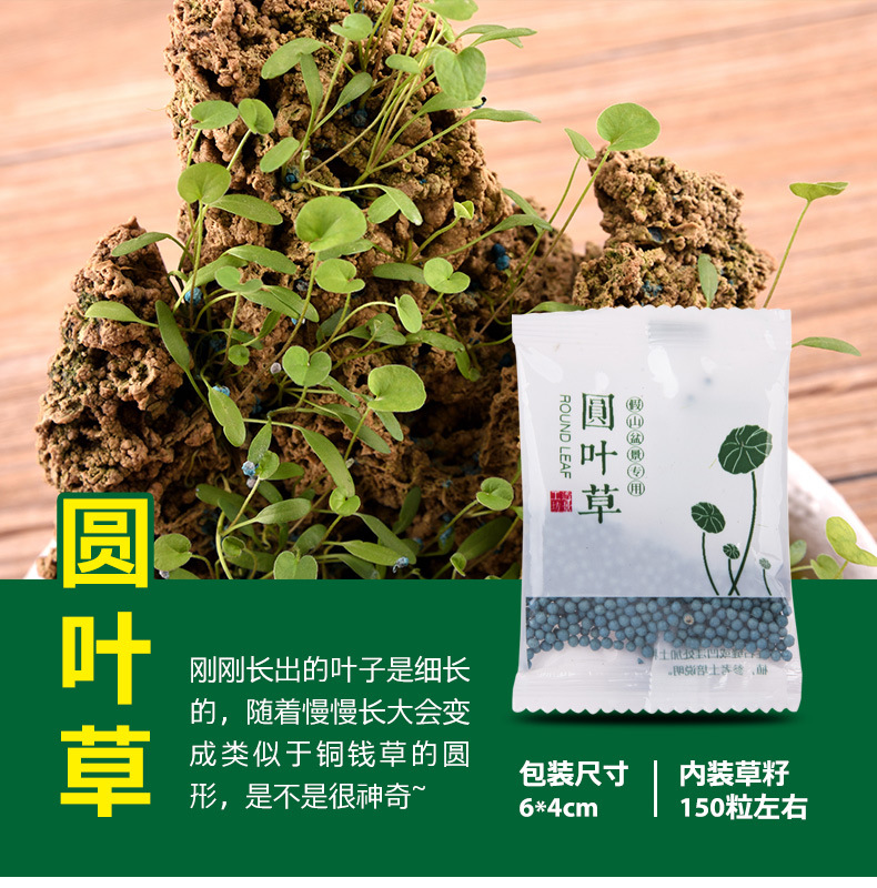 草籽种子吸水石上水石假山盆景造景装饰小叶恋石大叶恋石混装批发