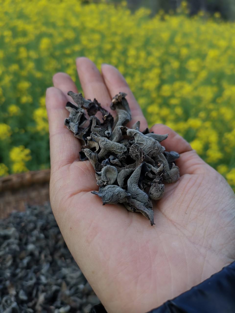 青川椴木黑木耳小朵木耳秋木耳