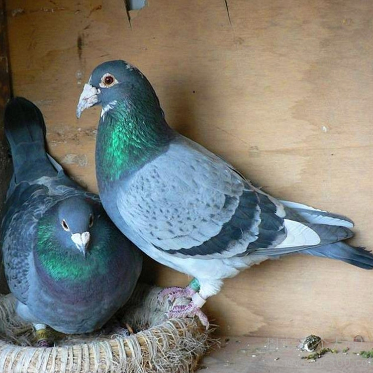 供应白羽王种鸽 养殖场直供肉鸽 江西瓦灰种鸽批发价格