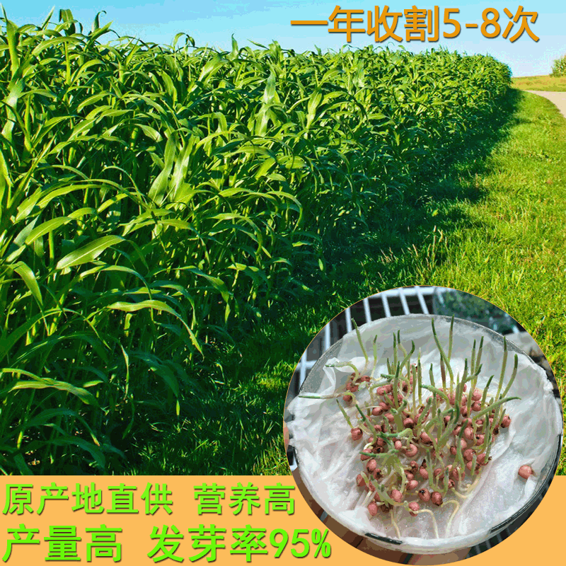 批发墨西哥玉米种子牧草种子甜高粱多年生黑麦草草紫花苜蓿草籽