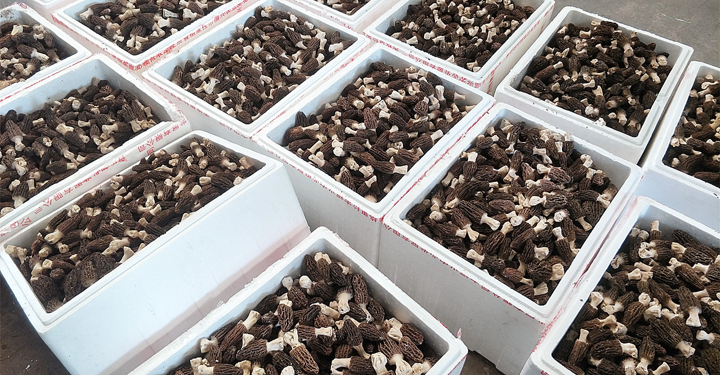 现货新鲜羊肚菌2斤 云南特产农产品羊肚菌人工食用菌-阿里巴巴