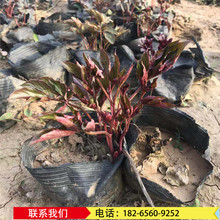 芍药牡丹苗价格 观赏芍药苗品种全价格低 种植基地现货供应