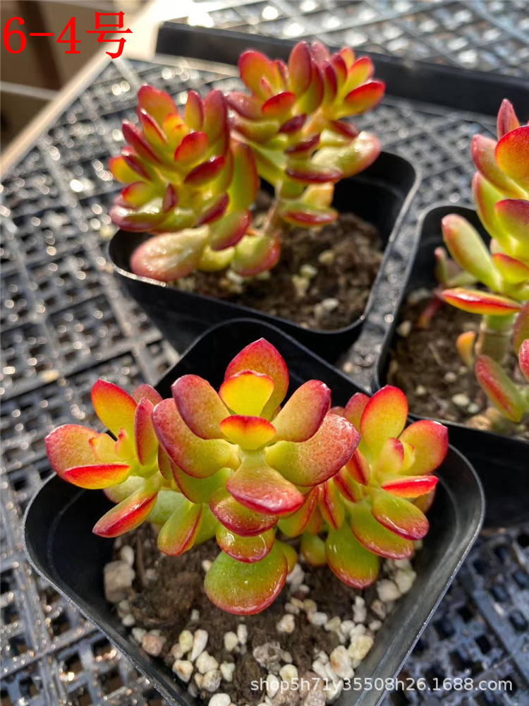 069大棚限量批发多肉植物 金边玉树小桩盆9cm多肉品种 状态