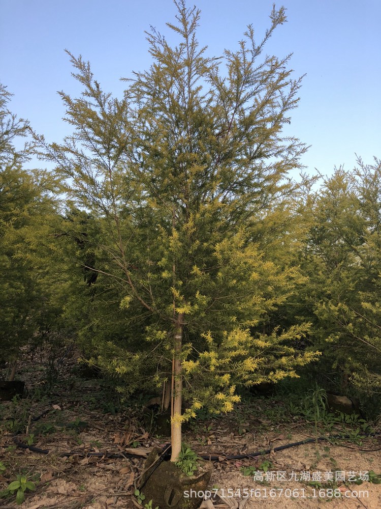 浙江千层金价格 黄金香柳球 贵州千层金树基地 湖北黄金宝树批发