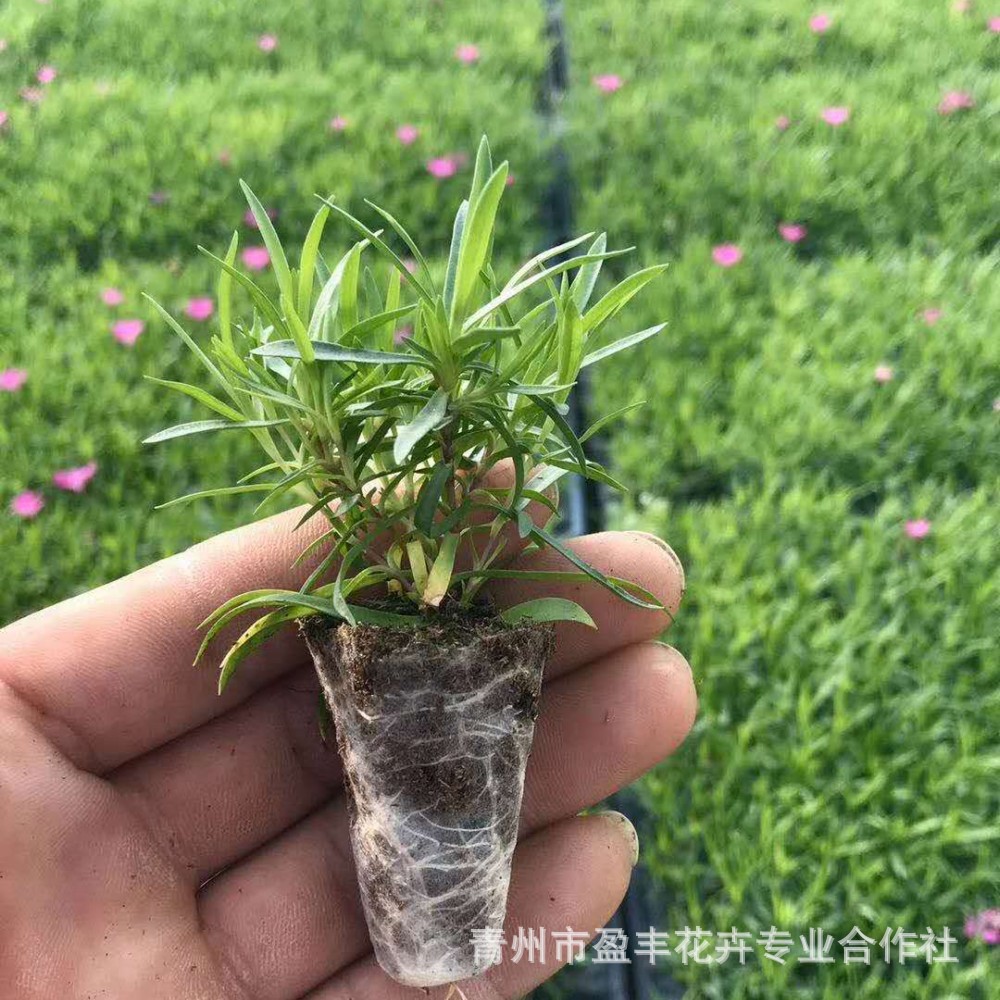 五彩石石竹苗