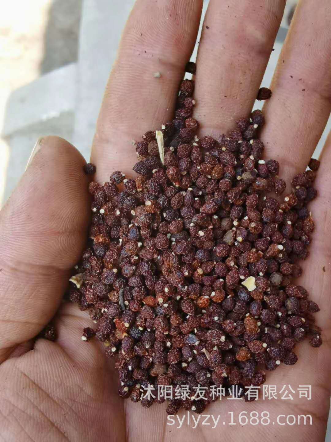 多年生阔叶植物 蓝花鸢尾 鸢尾种子当年采摘当年播种出苗快