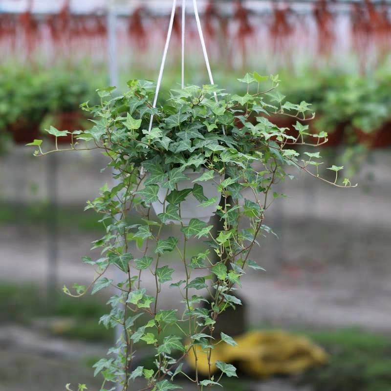 常春藤盆栽垂吊兰净化吸甲醛室内阳台爬藤长青藤蔓悬挂水培绿植物
