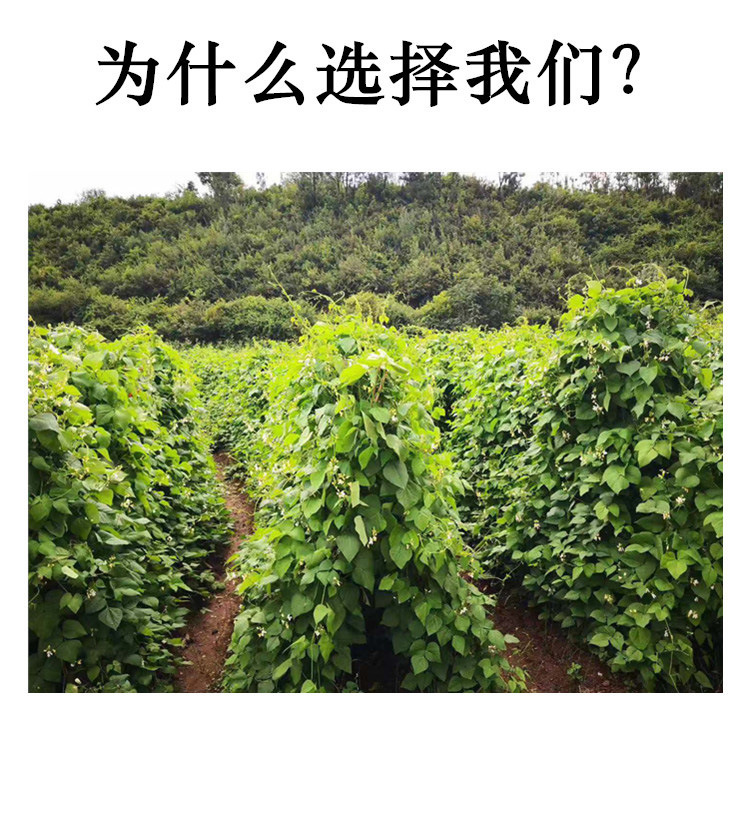 云南大白芸豆高原白腰豆菜豆大扁豆雪豆一斤500g两斤1kg袋装