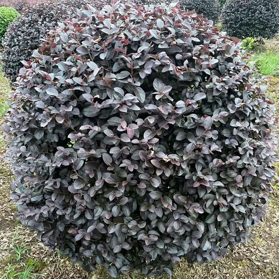 红花檵木球 农户直供 庭院别墅 园林绿化灌木球 红继木球批发