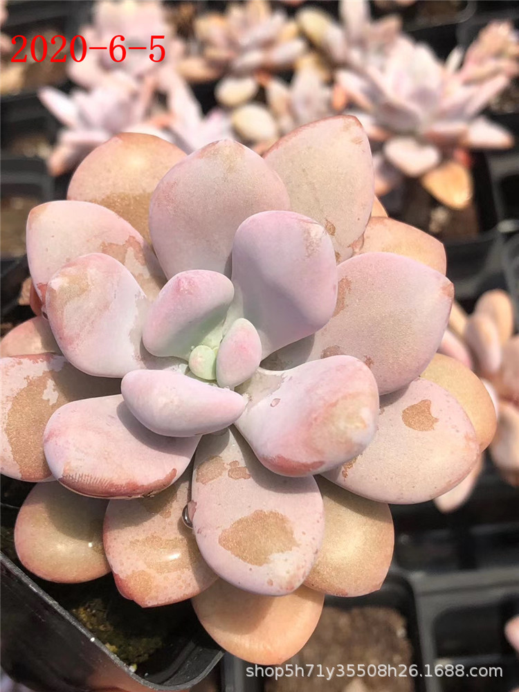 094山东多肉植物基地批发 大号粉兔10cm左右老桩多肉贵货品种