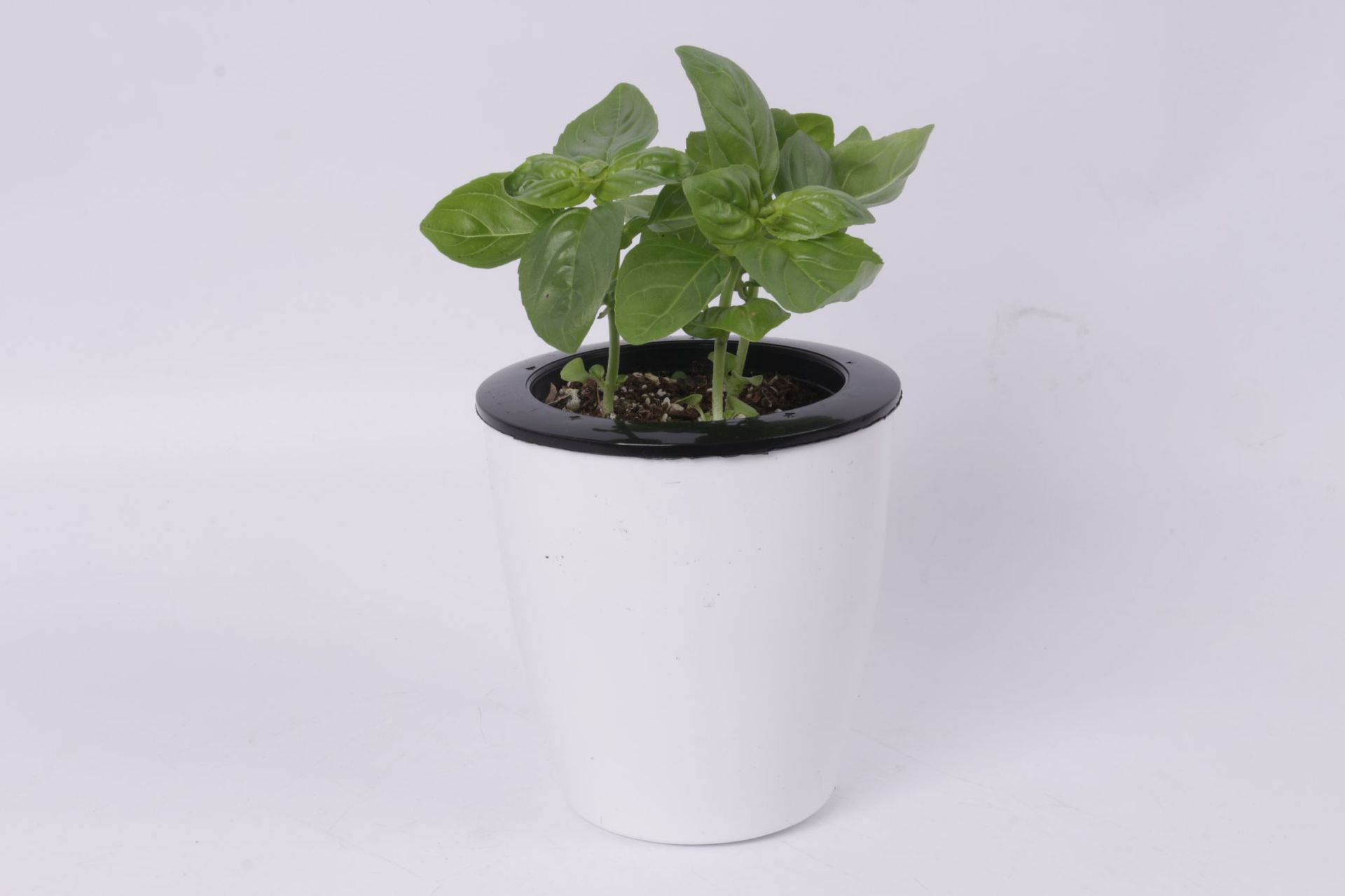 甜香罗勒盆栽 食用九层塔甜香罗勒驱蚊香草香 懒人盆香草合集