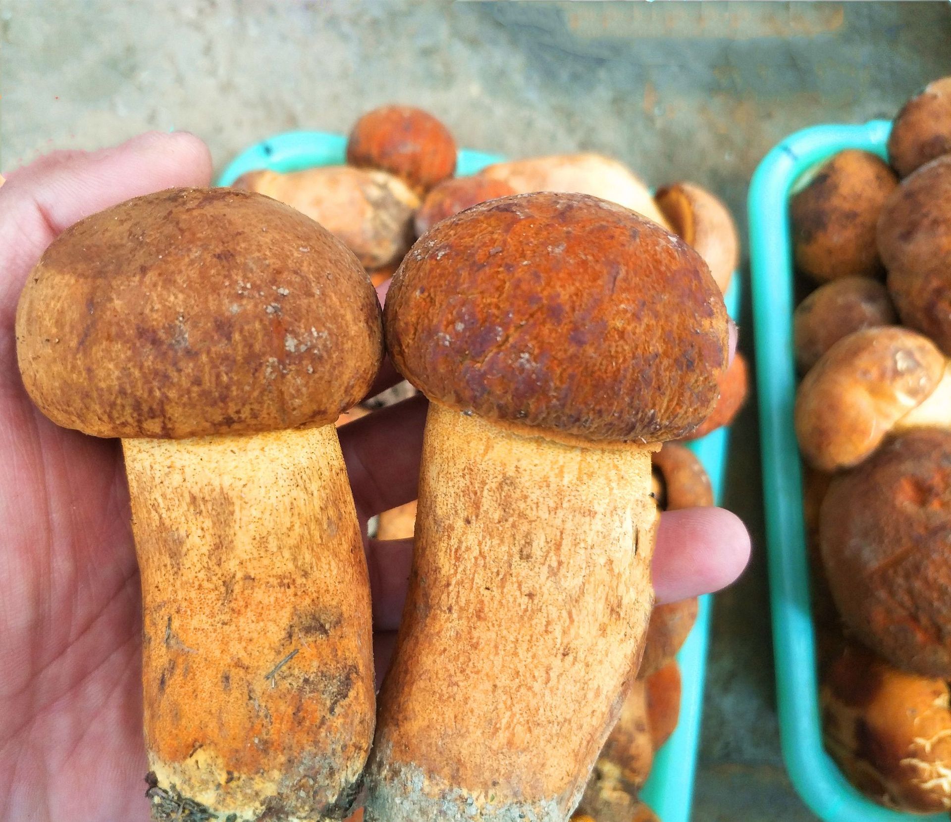 云南高原特产野生黄牛肝菌 新鲜黄赖头 黄栗头山货 蘑菇2斤包邮