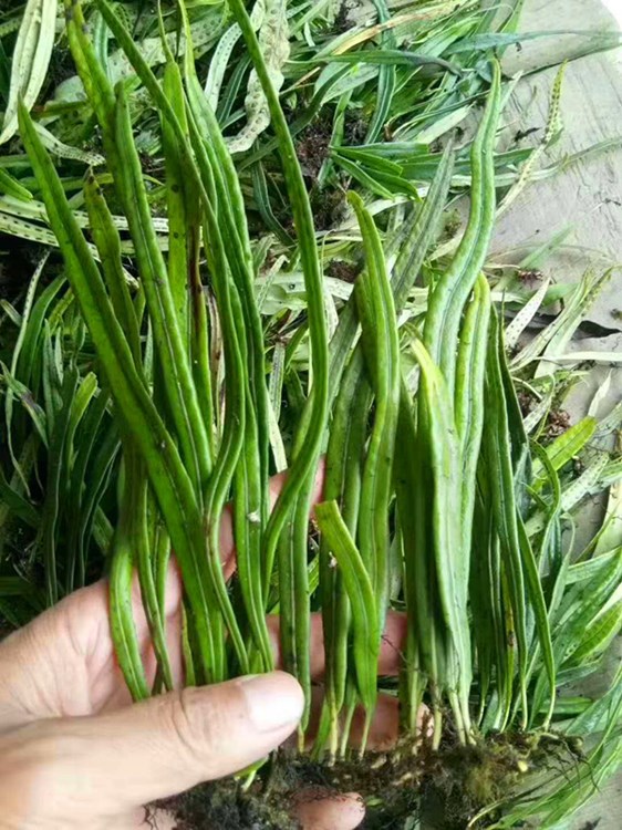 野生化石草肾精茶缅甸化石草野生结石茶化石草中药材化石茶批发