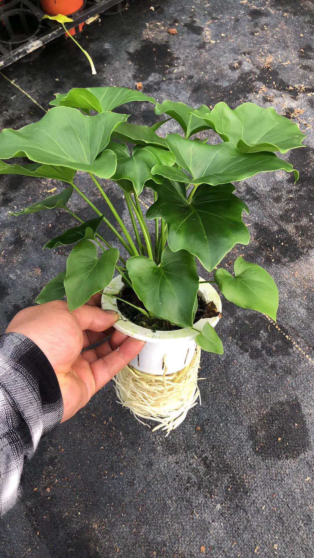 【基地直供】水培植物花卉盆栽 居家花卉绿植盆栽 水培希望蔓绿绒