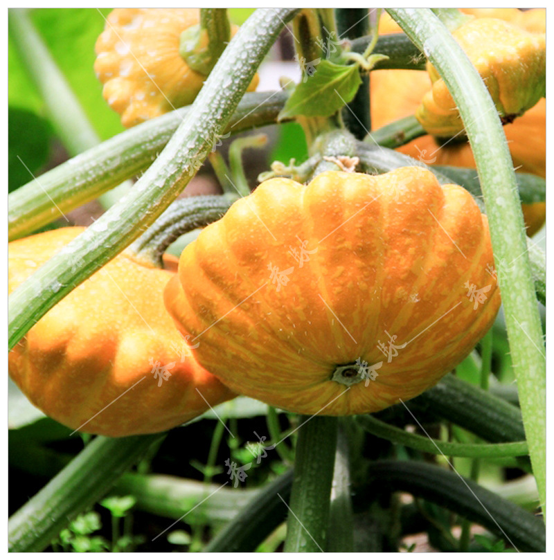 批发观赏食用型蔬菜种子 太空黄色飞碟瓜 5粒 特色迷你小南瓜种籽