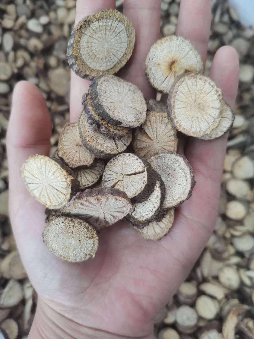 青风藤 青藤 寻风藤 青风藤 大风藤 实图拍摄一手