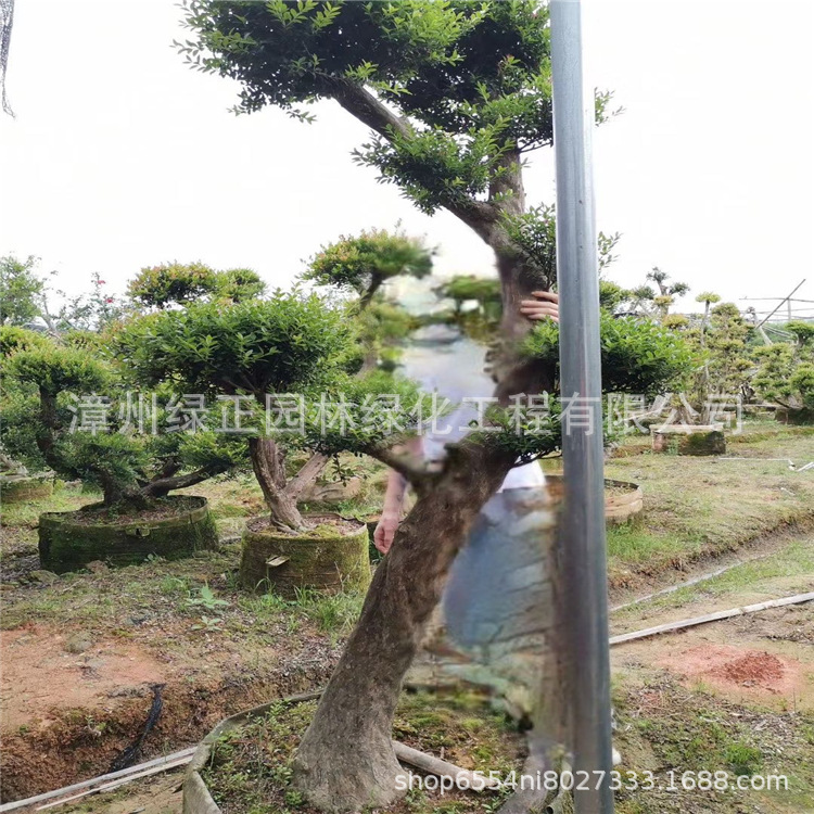 小叶赤楠盆景福建基地直供造型赤楠盆栽 造型小叶赤楠