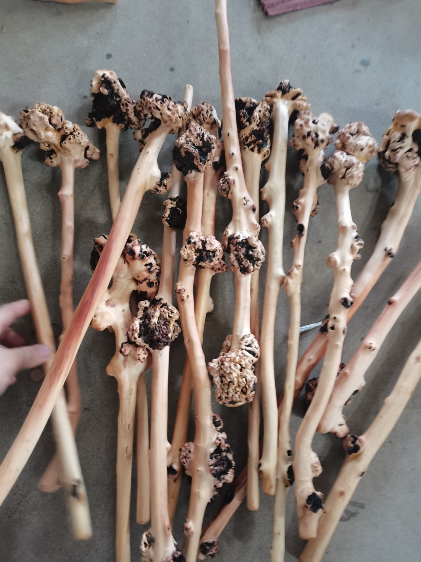 山茶木棍子 崖柏随行健身棍 健身捶木质健身棍子厂家直供_双伟玩具