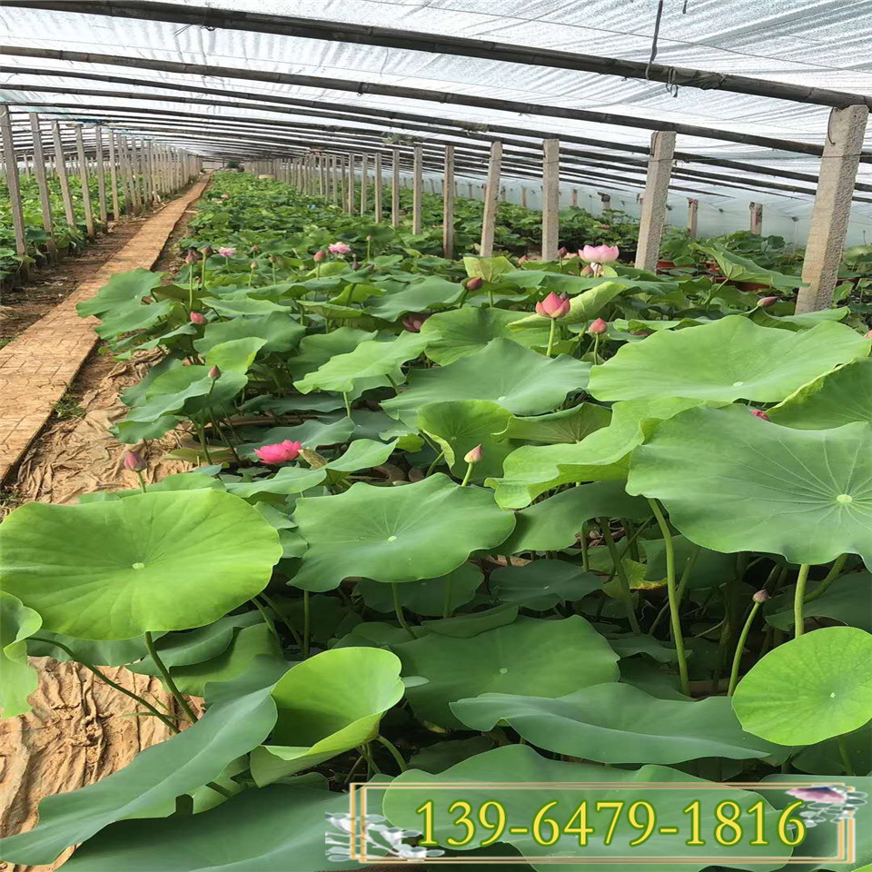 送货上门荷花上车价 白色荷花苗种植基地 荷花盆苗培育中心