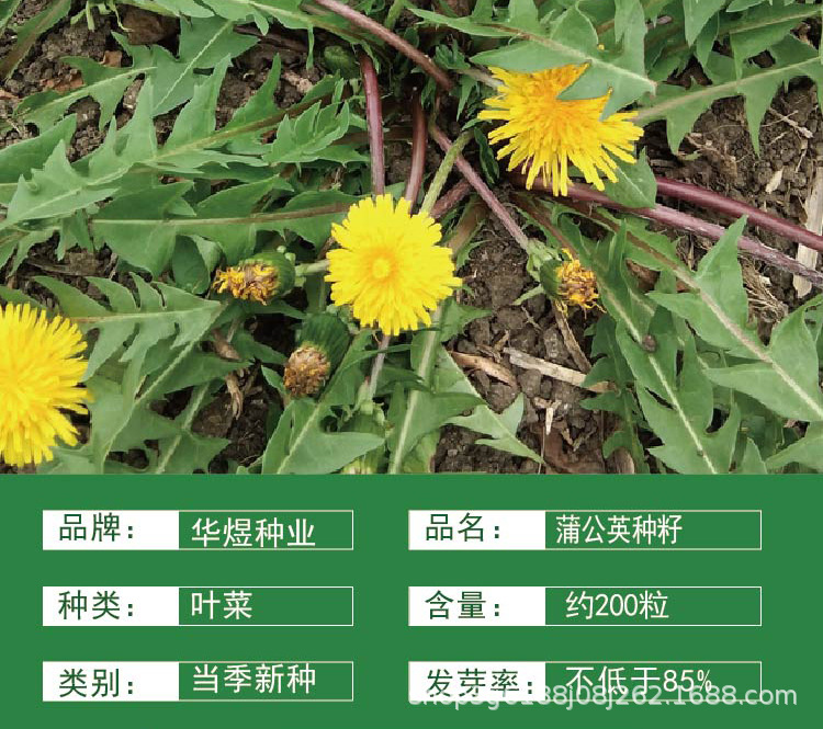 品种         蒲公英       级别         一级良种       品种纯度